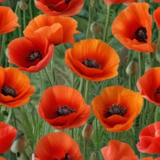 poppy flower