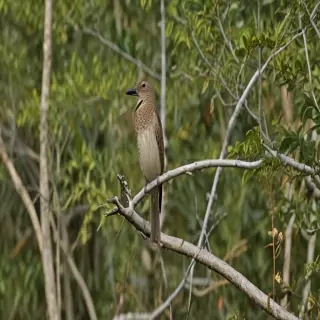 florida birds