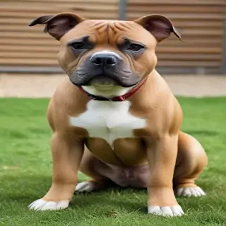 american bull staffy