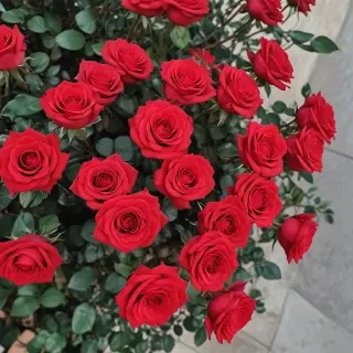 red roses aesthetic