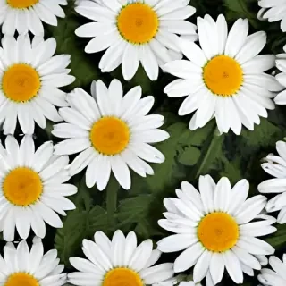 daisy background wallpaper