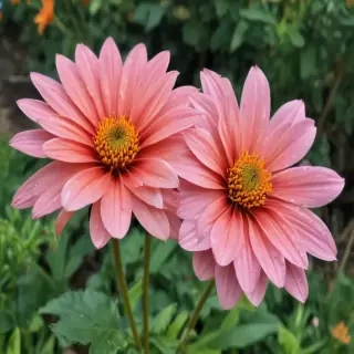 iphone flower nature wallpaper