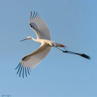 crane bird