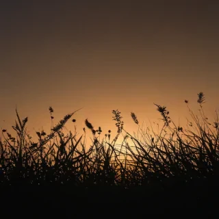 grass silhouette