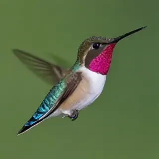bee hummingbird