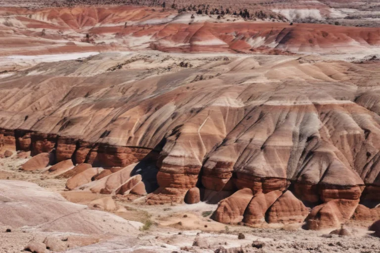 petrified forest