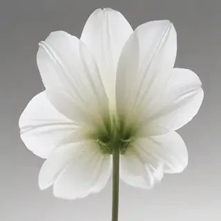 white flower transparent