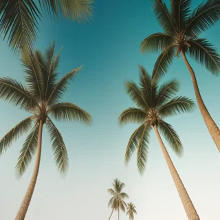 palm tree background