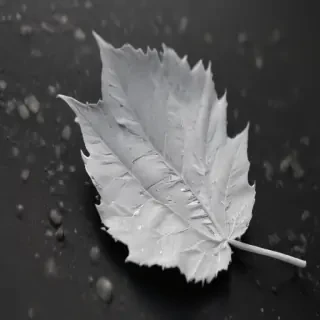 leaf white and black