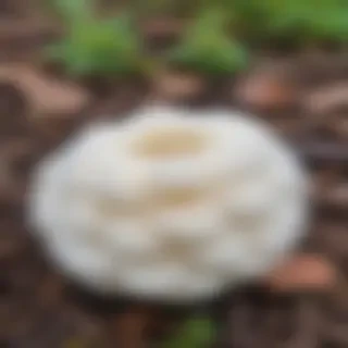 puffball mushroom