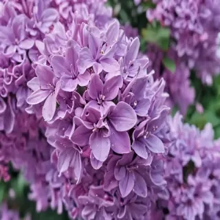 lilac iphone wallpaper