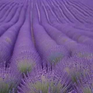 lavender background