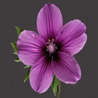 purple flower png