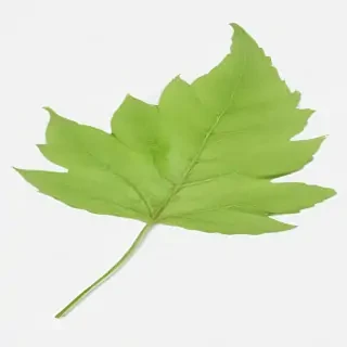 leaf png transparent