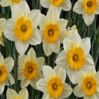daffodil flower