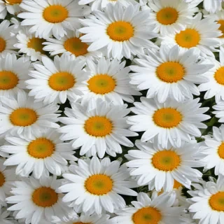 daisy desktop wallpaper