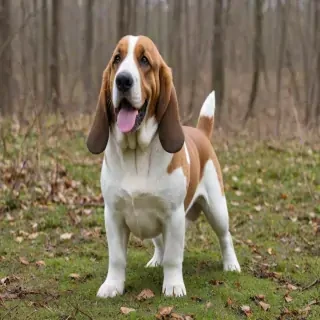 akita basset dog breed