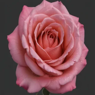 rose png transparent
