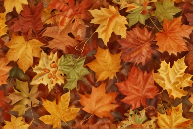 fall leaves