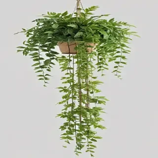 hanging plants png