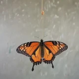 butterfly draing