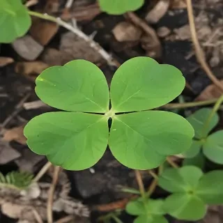 4 leaf clover