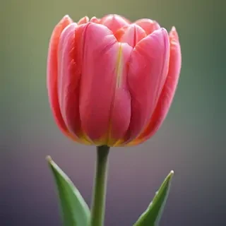 tulip iphone wallpaper