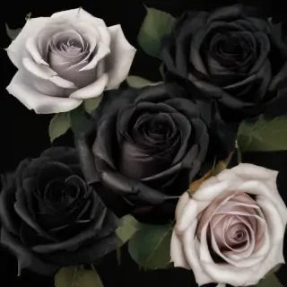 black roses png