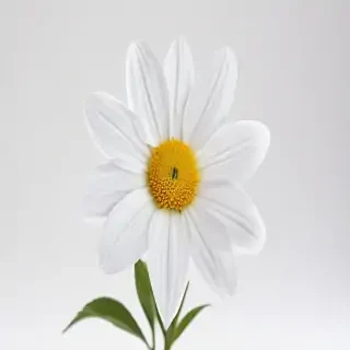 white background flower