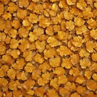 golden leaves background