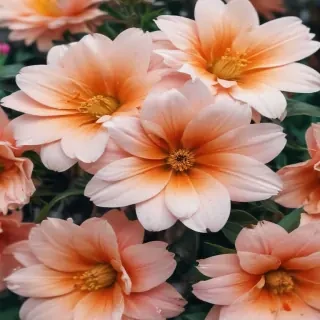 cute aesthetic flower wallpaper