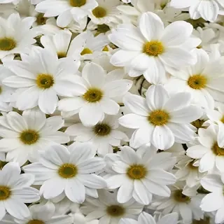 white flowers wallpaper iphone