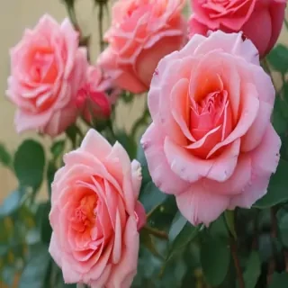 roses in background