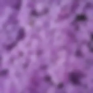 lilac wallpaper iphone