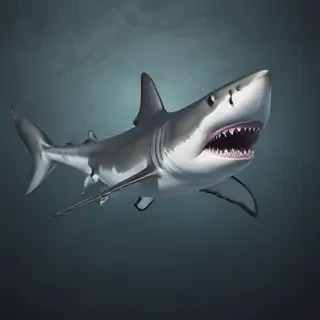 shark background