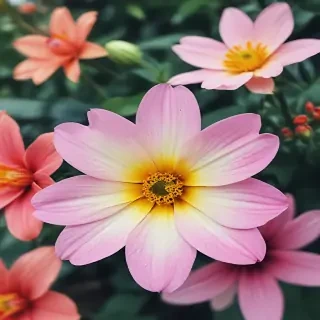 wallpaper iphone flower