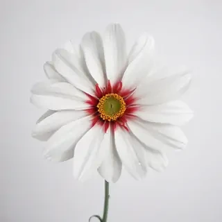 white background flower
