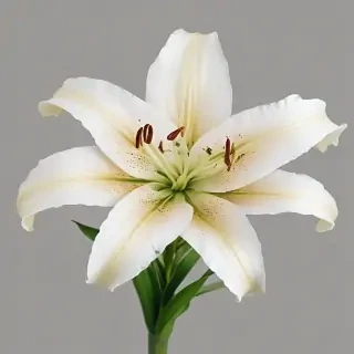 lily flower png