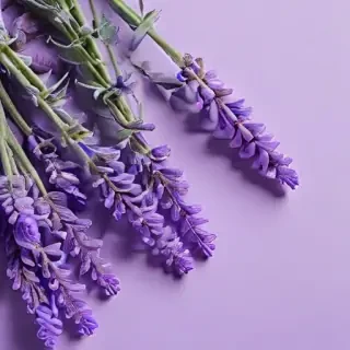 aesthetic lavender wallpaper