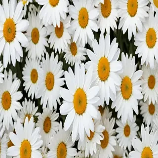daisy wallpaper iphone