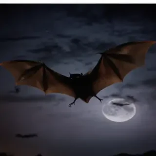 halloween bats png