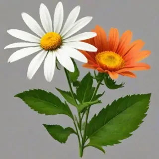 wild flower png