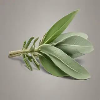 sage png