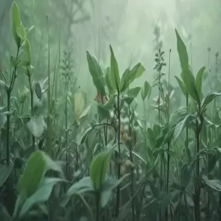 sage green background aesthetic