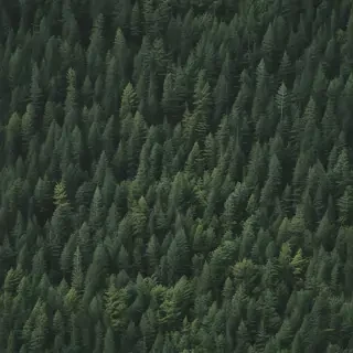 green forest aesthetic