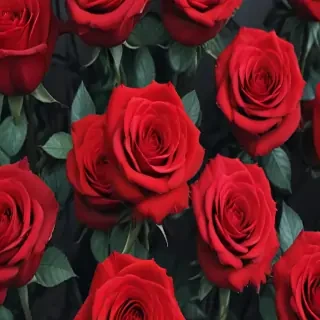 red roses aesthetic