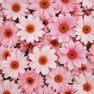 asthetic flower wallpaper