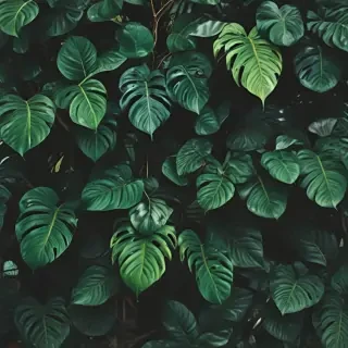 plant wallpaper iphone