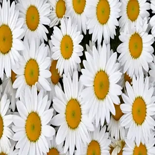 daisy desktop wallpaper