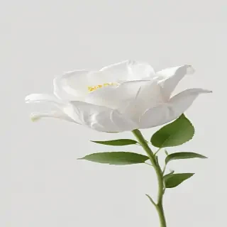 white flower transparent background